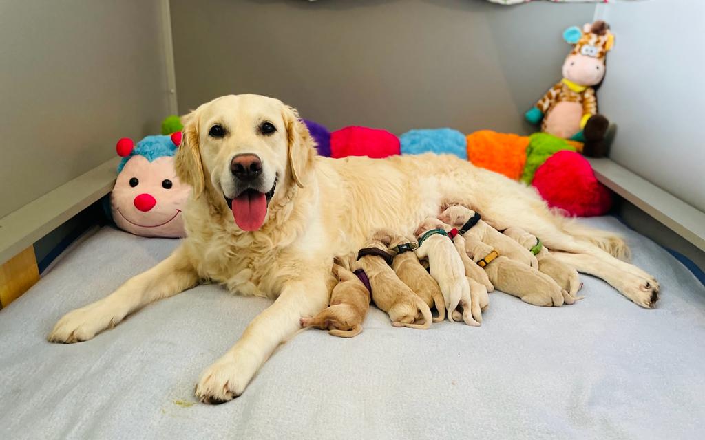 Betty G-Wurf Bild Homepage