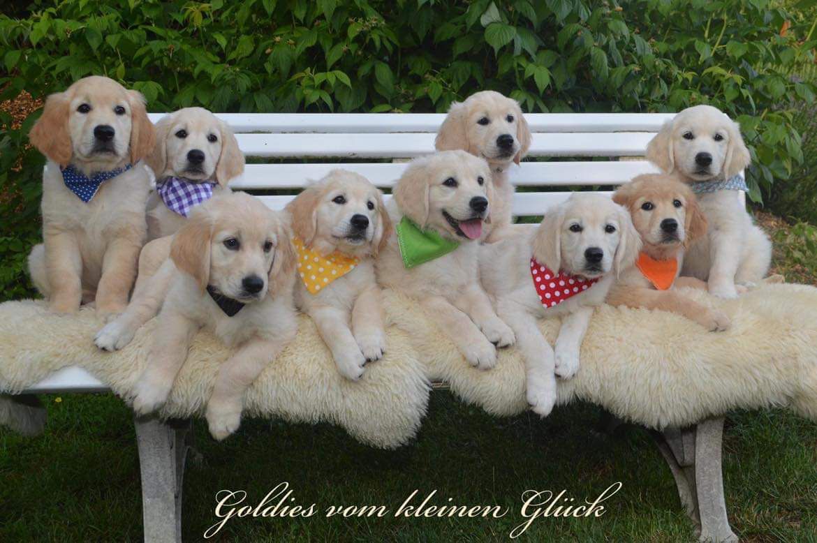 C Wurf sieben Wochen