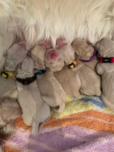 D Wurf W1 03 (Klein)