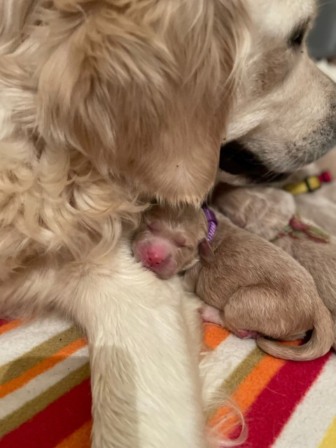 D Wurf W1 04 (Klein)