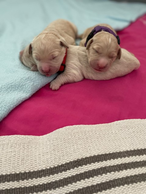 D Wurf W1 05 (Klein)