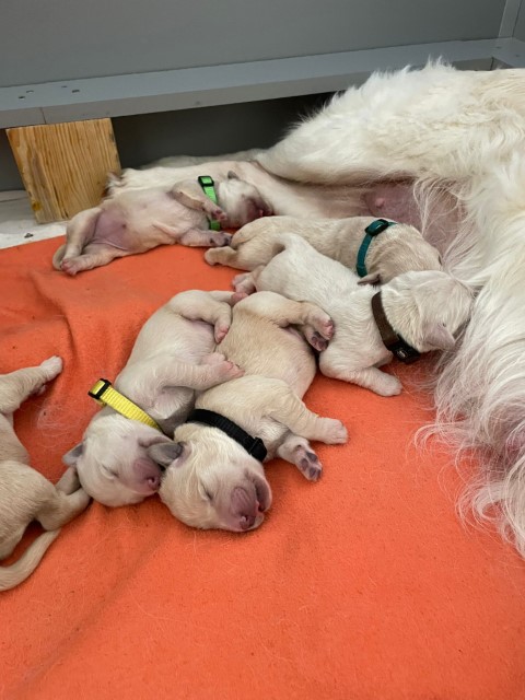 D Wurf W1 06 (Klein)