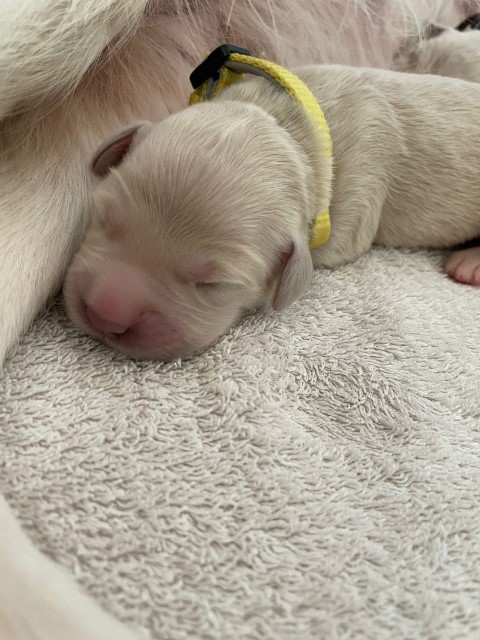 D Wurf W1 08 (Klein)