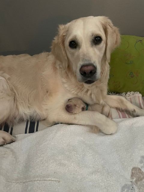 D Wurf W1 10 (Klein)