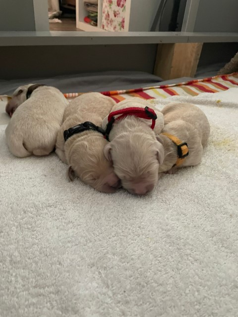 D Wurf W1 11 (Klein)