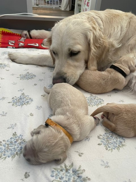 D Wurf W1 12 (Klein)