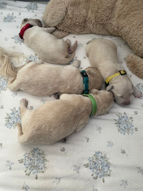 D Wurf W1 13 (Klein)