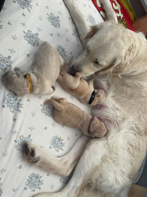 D Wurf W1 14 (Klein)