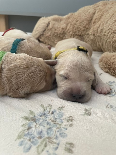 D Wurf W1 15 (Klein)