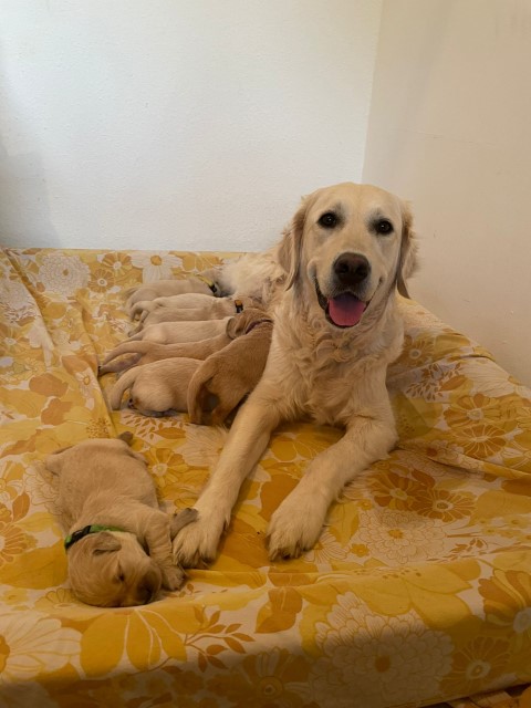 D Wurf W2 01 (Klein)