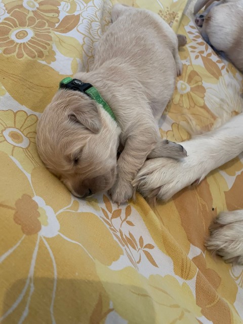 D Wurf W2 02 (Klein)