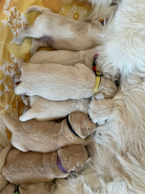 D Wurf W2 03 (Klein)