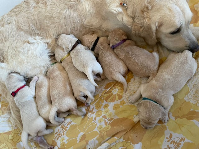 D Wurf W2 04 (Klein)