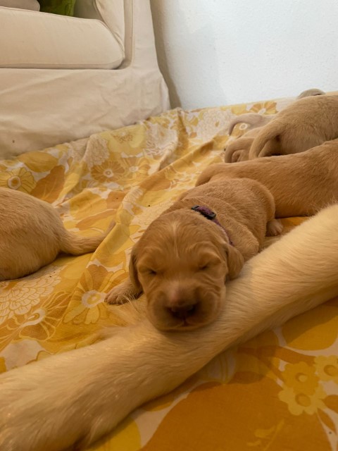 D Wurf W2 05 (Klein)