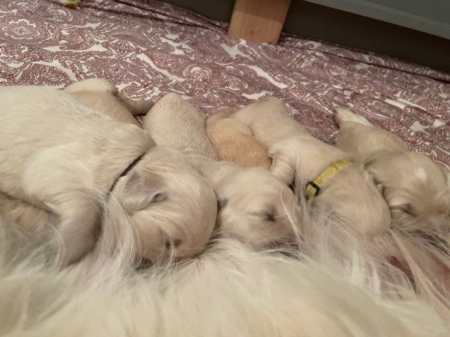 D Wurf W2 07 (Klein)