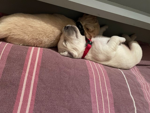 D Wurf W2 08 (Klein)