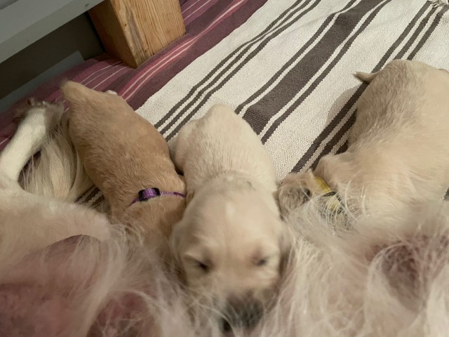 D Wurf W2 09 (Klein)