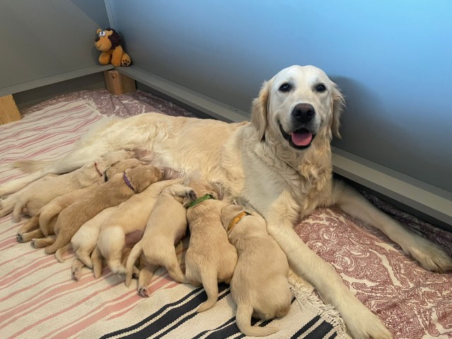 D Wurf W2 10 (Klein)