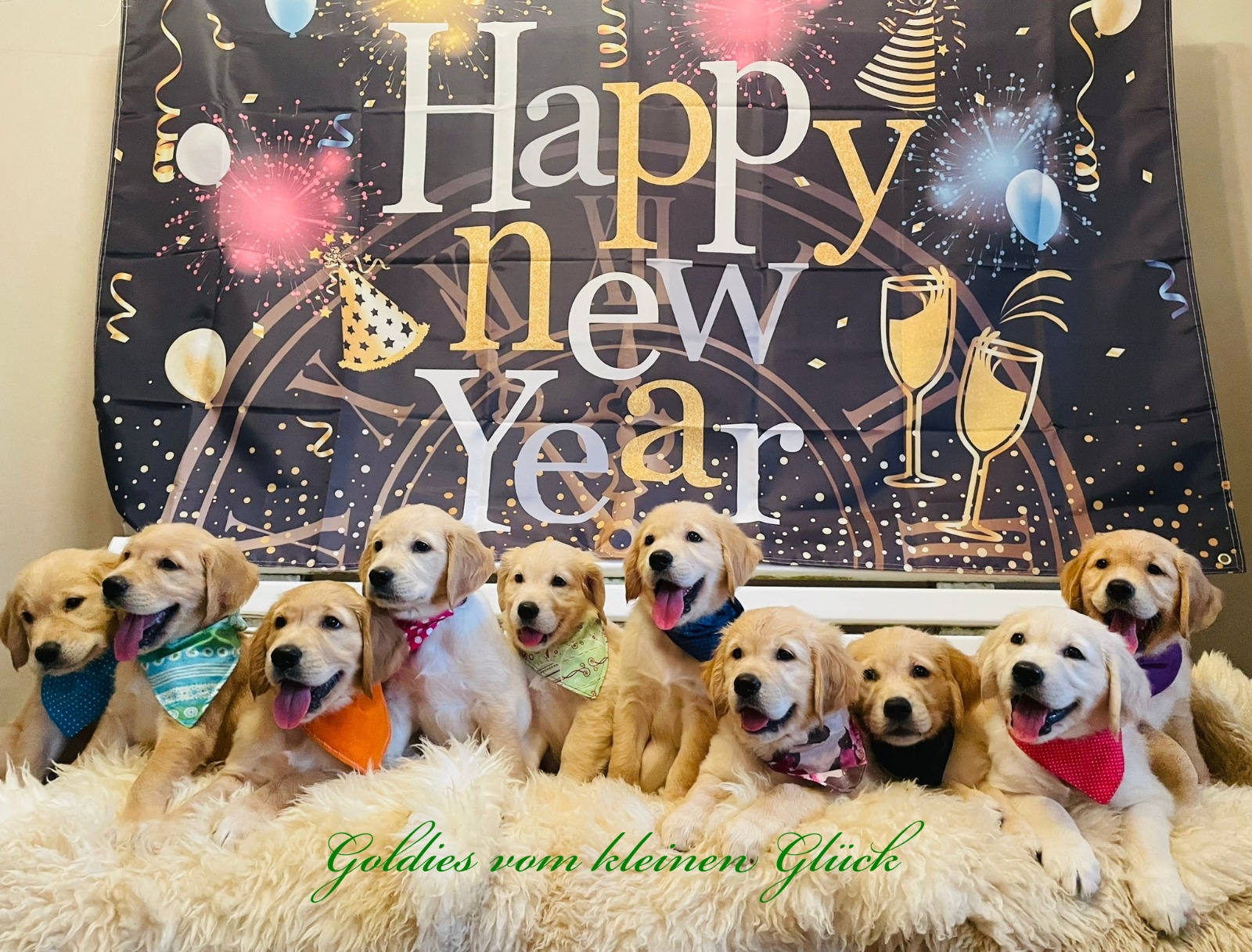 Gruppenbild F Wurf Sylvester