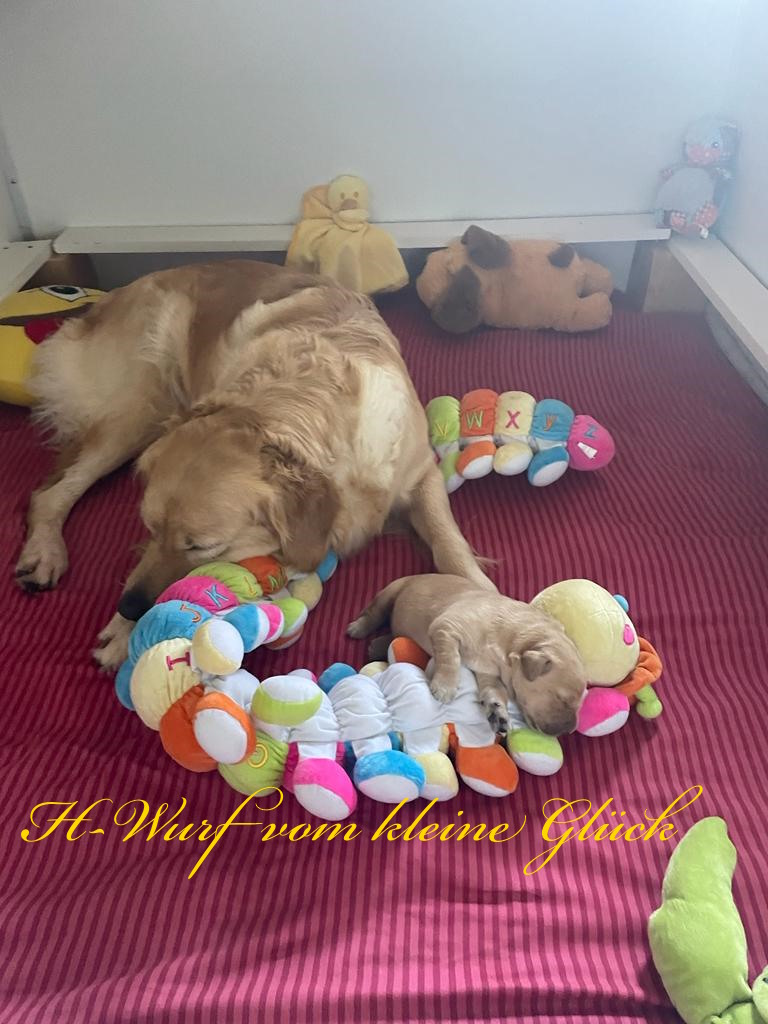 Hans vom kleinen Glück