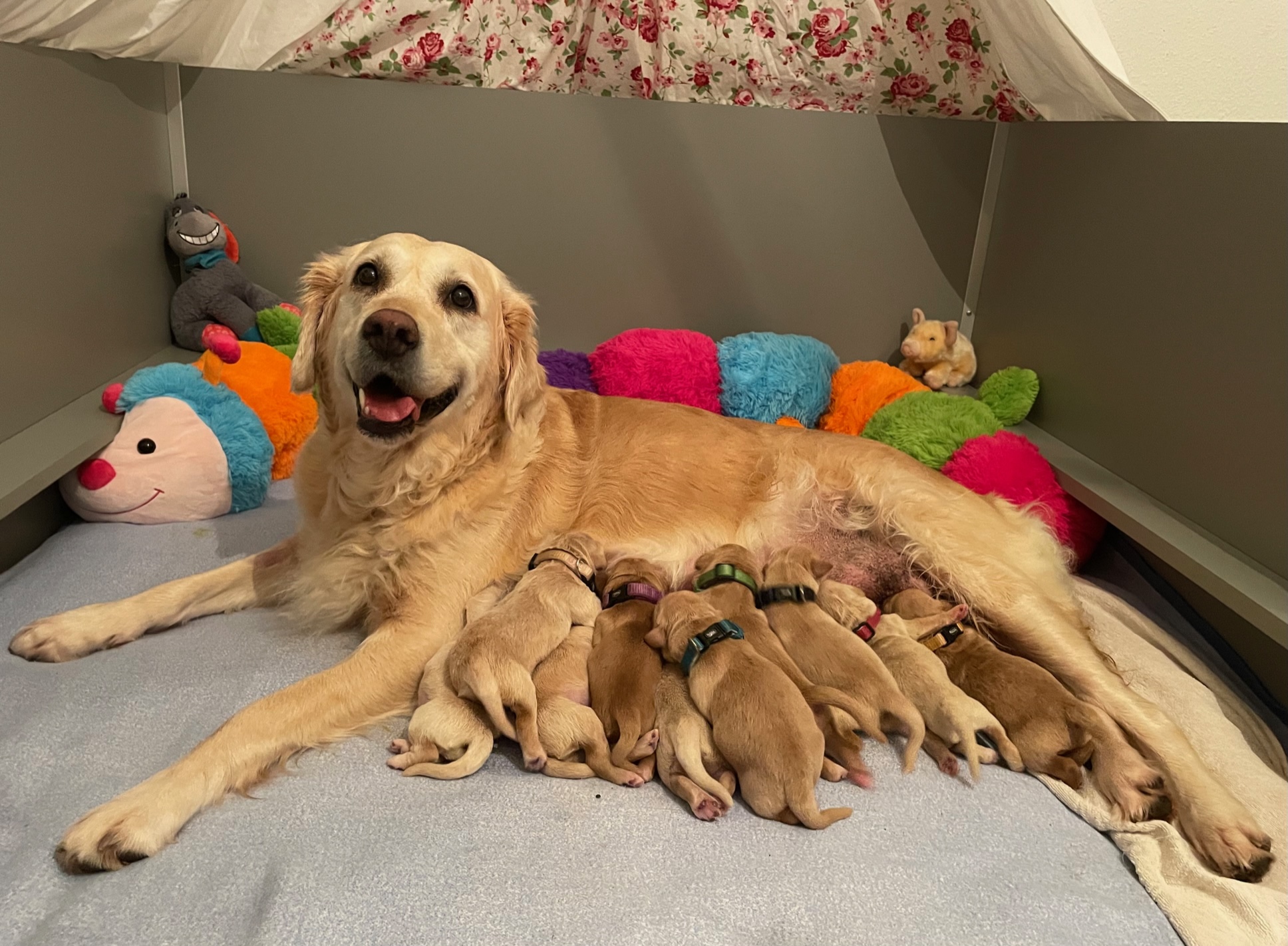 Elise F-Wurf Bild Homepage