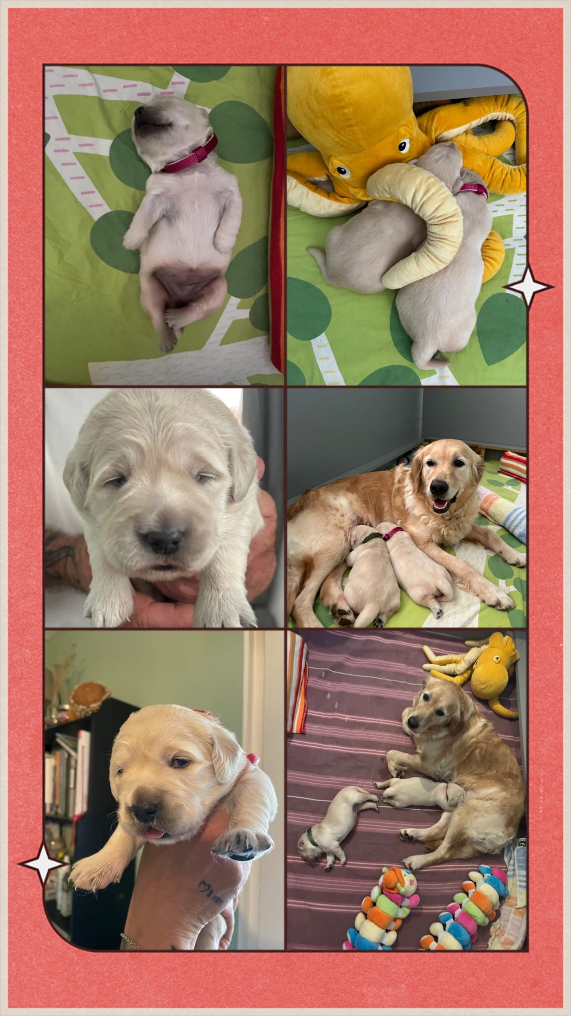 Coco Collage 3
